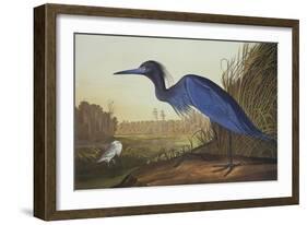 Blue Crane or Heron-John James Audubon-Framed Art Print