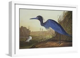 Blue Crane or Heron-John James Audubon-Framed Art Print