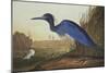 Blue Crane or Heron-John James Audubon-Mounted Art Print