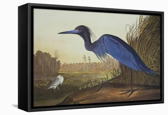 Blue Crane or Heron-John James Audubon-Framed Stretched Canvas