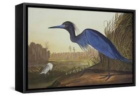 Blue Crane or Heron-John James Audubon-Framed Stretched Canvas