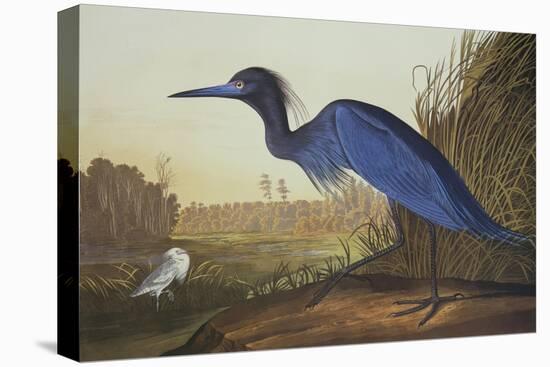 Blue Crane or Heron-John James Audubon-Stretched Canvas