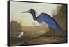 Blue Crane or Heron-John James Audubon-Framed Stretched Canvas