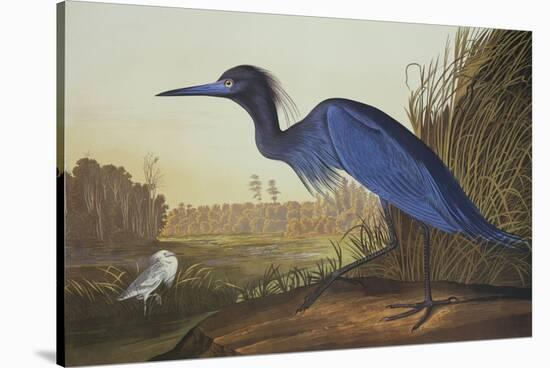 Blue Crane or Heron-John James Audubon-Stretched Canvas