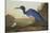 Blue Crane or Heron-John James Audubon-Stretched Canvas