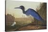 Blue Crane or Heron-John James Audubon-Stretched Canvas