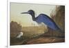 Blue Crane or Heron-John James Audubon-Framed Art Print