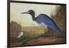 Blue Crane or Heron-John James Audubon-Framed Art Print