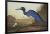 Blue Crane or Heron-John James Audubon-Framed Art Print