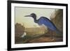 Blue Crane or Heron-John James Audubon-Framed Premium Giclee Print