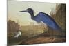 Blue Crane or Heron-John James Audubon-Mounted Premium Giclee Print