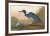 Blue Crane-James Audubon-Framed Giclee Print