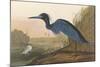 Blue Crane-James Audubon-Mounted Giclee Print