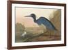 Blue Crane-James Audubon-Framed Giclee Print