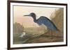 Blue Crane-James Audubon-Framed Giclee Print