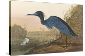 Blue Crane-James Audubon-Stretched Canvas