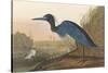 Blue Crane-James Audubon-Stretched Canvas