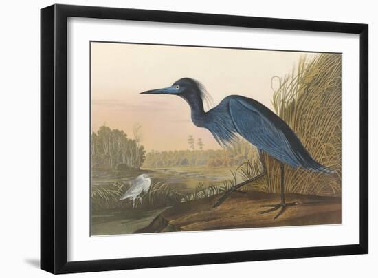 Blue Crane-James Audubon-Framed Giclee Print