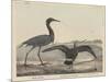 Blue Crane-Mannevillette Elihu Dearing Brown-Mounted Giclee Print