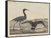 Blue Crane-Mannevillette Elihu Dearing Brown-Framed Stretched Canvas