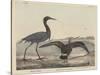 Blue Crane-Mannevillette Elihu Dearing Brown-Stretched Canvas