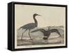 Blue Crane-Mannevillette Elihu Dearing Brown-Framed Stretched Canvas