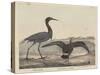 Blue Crane-Mannevillette Elihu Dearing Brown-Stretched Canvas