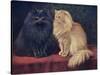 Blue, Cream Persian Cats-W. Luker-Stretched Canvas