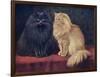 Blue, Cream Persian Cats-W. Luker-Framed Art Print