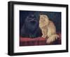 Blue, Cream Persian Cats-W. Luker-Framed Art Print