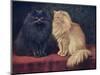 Blue, Cream Persian Cats-W. Luker-Mounted Art Print