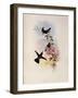 Blue-Crest, Orthorhynchus Cristatus-John Gould-Framed Giclee Print