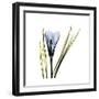 Blue Crocus-Albert Koetsier-Framed Premium Giclee Print