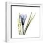 Blue Crocus-Albert Koetsier-Framed Premium Giclee Print