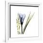 Blue Crocus-Albert Koetsier-Framed Premium Giclee Print