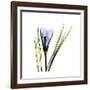 Blue Crocus-Albert Koetsier-Framed Premium Giclee Print