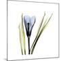 Blue Crocus-Albert Koetsier-Mounted Premium Giclee Print