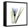 Blue Crocus-Albert Koetsier-Framed Stretched Canvas