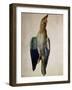 Blue Crow, 1512-Albrecht Dürer-Framed Giclee Print