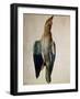 Blue Crow, 1512-Albrecht Dürer-Framed Giclee Print