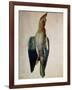 Blue Crow, 1512-Albrecht Dürer-Framed Giclee Print