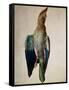 Blue Crow, 1512-Albrecht Dürer-Framed Stretched Canvas