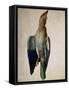 Blue Crow, 1512-Albrecht Dürer-Framed Stretched Canvas