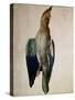 Blue Crow, 1512-Albrecht Dürer-Stretched Canvas