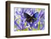 Blue Crow Butterfly, Euphoea Mulciber Subvisaya-Darrell Gulin-Framed Photographic Print