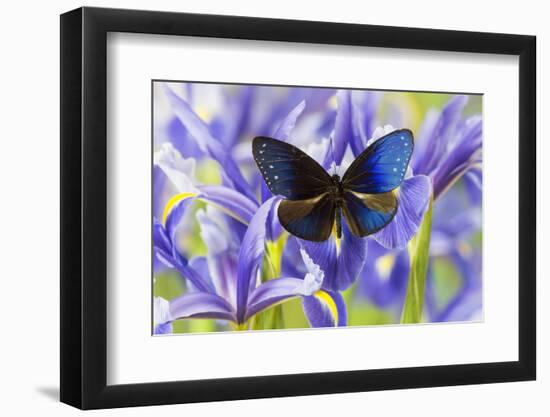 Blue Crow Butterfly, Euphoea Mulciber Subvisaya-Darrell Gulin-Framed Photographic Print