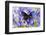 Blue Crow Butterfly, Euphoea Mulciber Subvisaya-Darrell Gulin-Framed Photographic Print