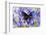 Blue Crow Butterfly, Euphoea Mulciber Subvisaya-Darrell Gulin-Framed Photographic Print