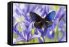 Blue Crow Butterfly, Euphoea Mulciber Subvisaya-Darrell Gulin-Framed Stretched Canvas