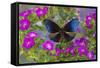 Blue Crow Butterfly, Euphoea Mulciber Subvisaya-Darrell Gulin-Framed Stretched Canvas